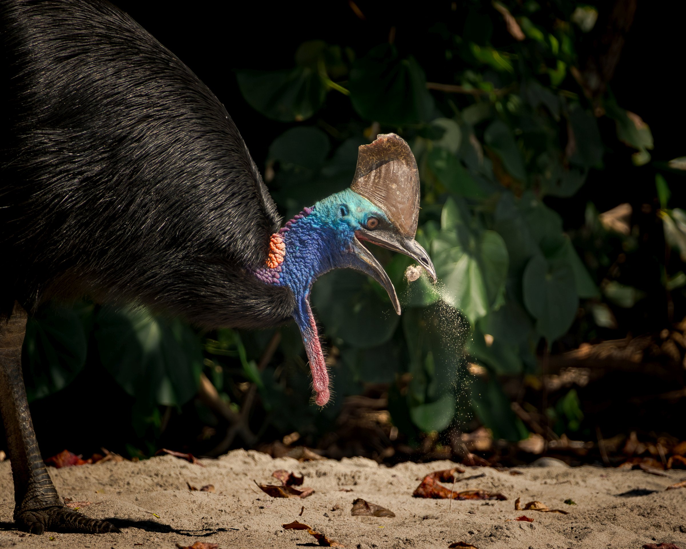 Cassowary Feeding